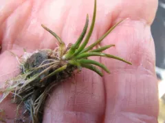 Green Mountain quillwort thumbnail 2
