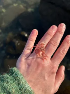 Golden King Crab thumbnail 4