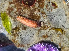 Thormora setosior thumbnail 1