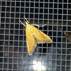 Xanthophysa psychicalis thumbnail 1