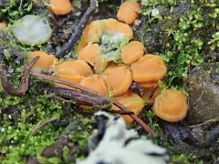 Ramsbottomia crechqueraultii thumbnail 2