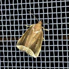 Curved Halter Moth thumbnail 2