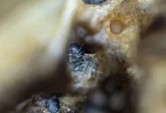 Sporormiella vexans thumbnail 2