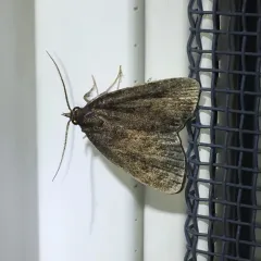 Rotund Idia Moth thumbnail 4