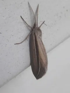 Dull Doryodes Moth thumbnail 3