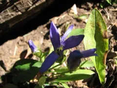 perennial fringed gentian thumbnail 1
