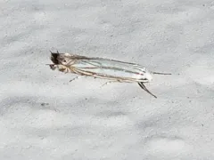 Polyhymno Moth thumbnail 3