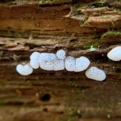 Honeycomb Coral Slime Mold thumbnail 4