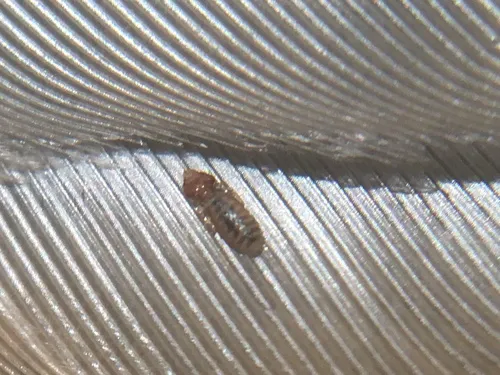 Sturnidoecus simplex