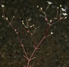Howell's sandwort thumbnail 3