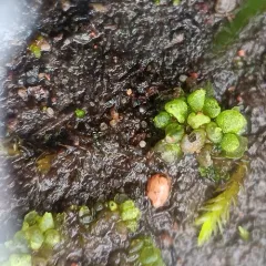 Texas Balloonwort thumbnail 4