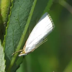 Snowy Urola Moth thumbnail 4