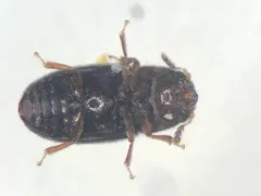 Octotemnus glabriculus thumbnail 4