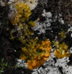 Badhamia utricularis thumbnail 1