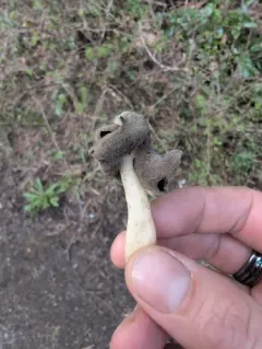 Helvella fibrosa thumbnail 3