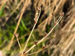 Flat-leaved Rush thumbnail 1
