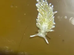 Tenellia pustulata thumbnail 1