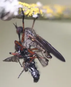 Empis barbatoides thumbnail 4