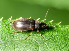 Isomira quadristriata thumbnail 3