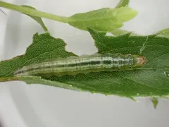 Hahncappsia marculenta thumbnail 4
