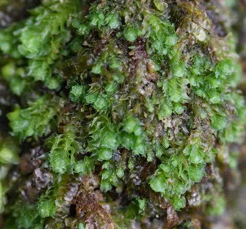 Jagged Notchwort