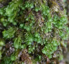 Jagged Notchwort thumbnail 1