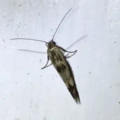 Chenopodium Scythris Moth thumbnail 4