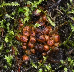 Alder Root Gall Bacteria thumbnail 3