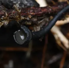 Midnight Goblet thumbnail 2