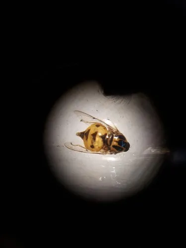 Acrocera subfasciata