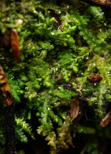 Radula obconica