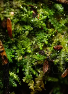 Radula obconica thumbnail 1
