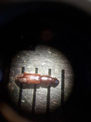 Macreurops longicollis