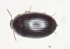 Platydema oregonensis thumbnail 1