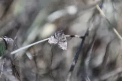 Annaphila danistica thumbnail 4
