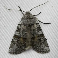 False Pinion Moth thumbnail 2