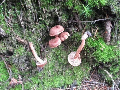 Inocybe carolinensis
