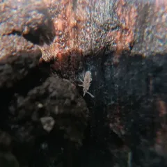 Cotton Springtail thumbnail 4