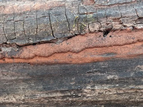 Hypoxylon invadens