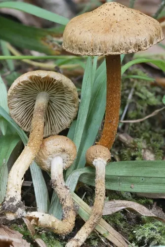 Inocybe subochracea