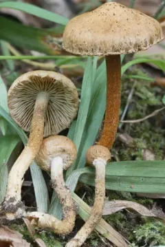 Inocybe subochracea thumbnail 1