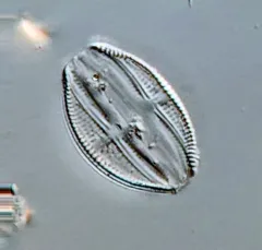 Amphora ovalis thumbnail 2