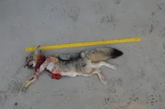 Kit Fox thumbnail 2