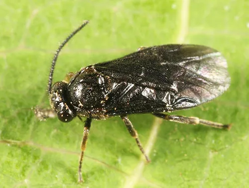 Atomacera debilis