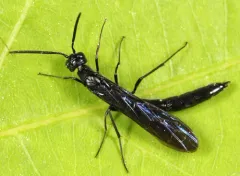 Rose Shoot Sawfly thumbnail 2