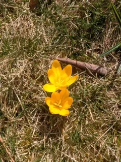 Snow Crocus thumbnail 2