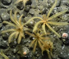 Heliometra glacialis thumbnail 4
