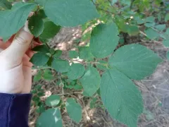 flowering plum thumbnail 4