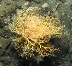 Northern Basket Star thumbnail 4