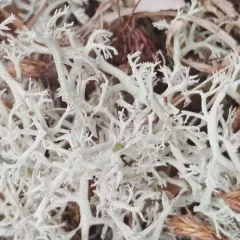 Green Reindeer Lichen thumbnail 3